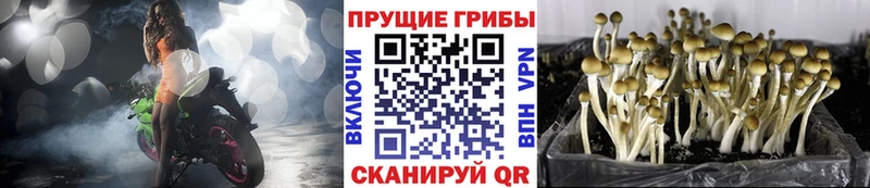 что такое   Тобольск  Галлюциногенные грибы GOLDEN TEACHER 